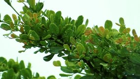 Green leaves covered by raindrops in middle heavy rain. Isolated on white sky backdrop - Powered by Shutterstock - Get 15% off with code: PIKWIZARD15