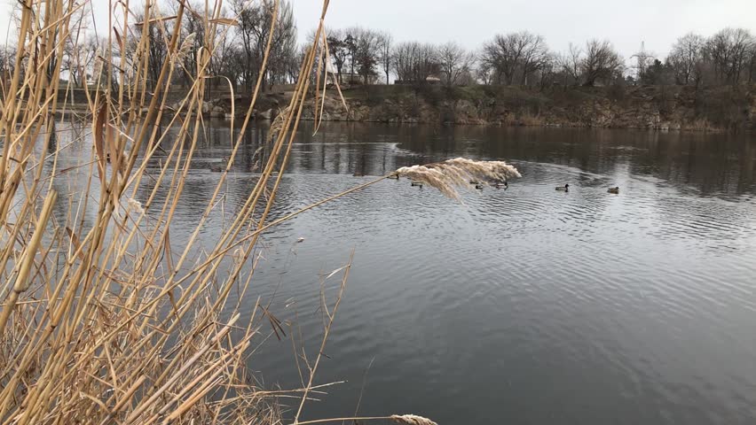Ducks swimming on the lake in cloudy and snowy day, dry reeds on left side of video