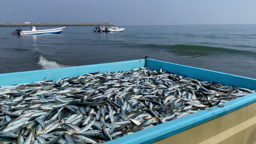 The pickup trunk full of fresh fish on the beach. Fishermen's catch in UAE