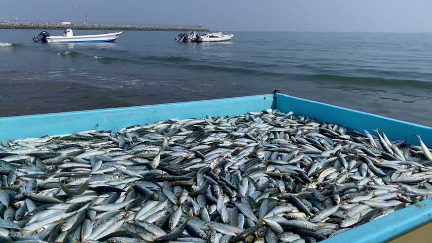 The pickup trunk full of fresh fish on the beach. Fishermen's catch in UAE