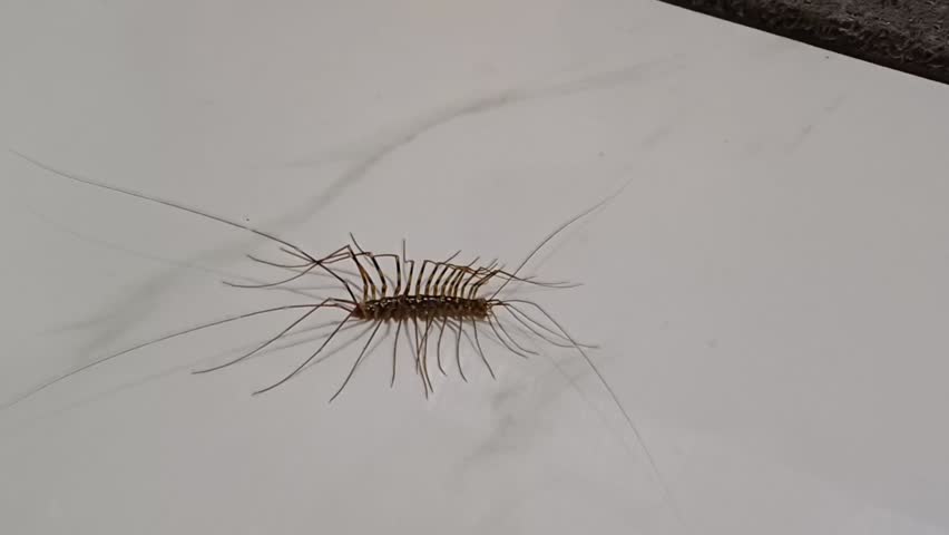 House centipede (Scutigera coleoptrata) on a white granite floor, has 15 pairs of long legs, is harmless to humans and is insectivorous.