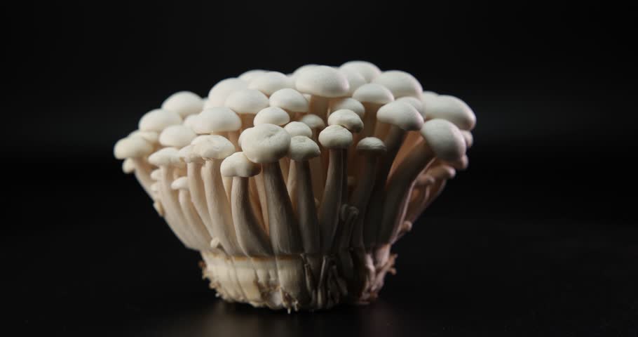 A closeup of fresh white beech mushrooms rotating on dark reflective surface against black background
