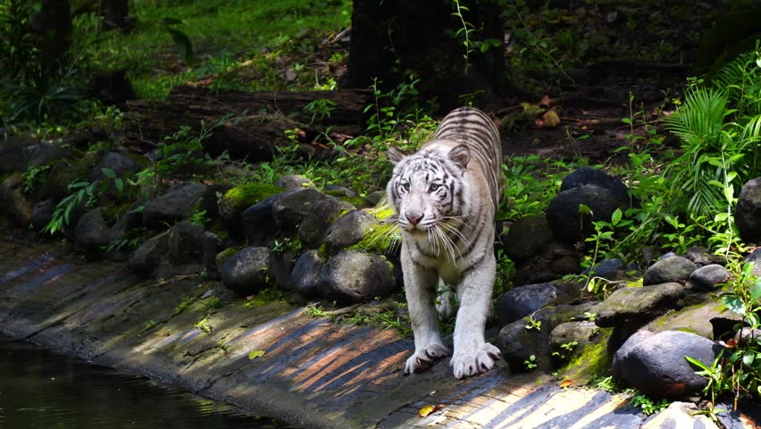 A white Sumatran tiger gracefully swims in a lake, showcasing its natural behavior.