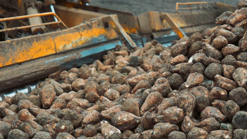 Harvested sugar beets on a conveyor belt during processing, muddy roots being cleaned by industrial machinery