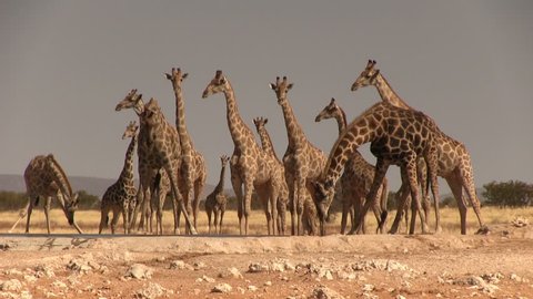 Big group of giraffes at waterhole
