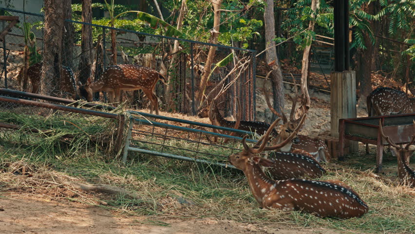 View of Beautiful Deer and Does in Enclosure with Long Antlers and Beautiful Fur, Sleeping and Eating Hay. Young Bucks and Does Resting in the Shade on the Grass. Zoo Concept
