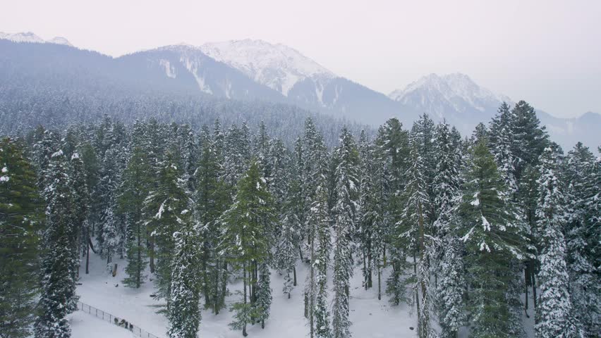 aerial drone shot panning showing snow covered pine trees with himalaya mountains in the distance showing the famous Baisaran valley the mini Switzerland of Kashmir India