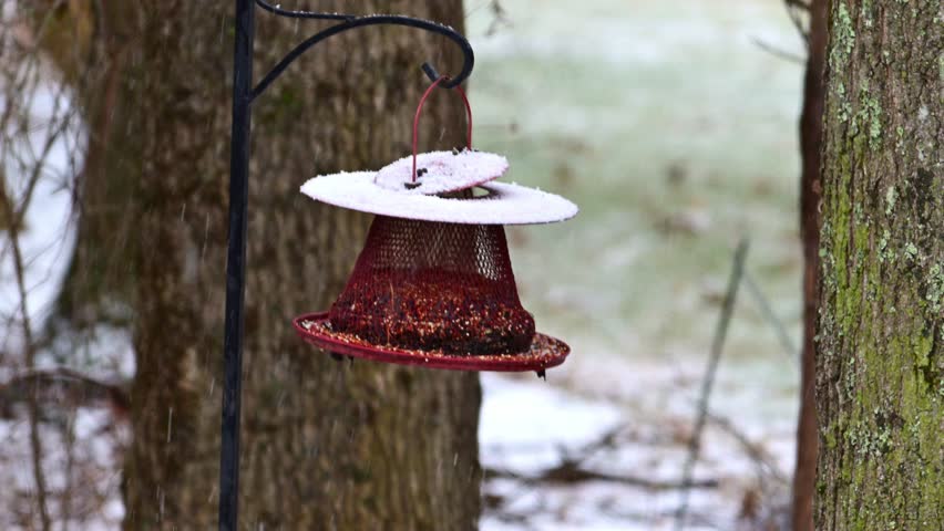 Eastern Grey Squirrel Sciurus carolinensis, hungry squirrel steals and eats seed food from bird feeder hanging on tree, New Jersey, USA