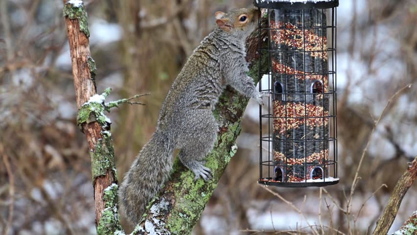 Eastern Grey Squirrel Sciurus carolinensis, hungry squirrel steals and eats seed food from bird feeder hanging on tree, New Jersey, USA