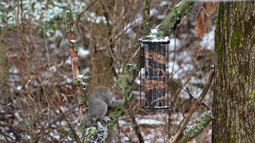 Eastern Grey Squirrel Sciurus carolinensis, hungry squirrel steals and eats seed food from bird feeder hanging on tree, New Jersey, USA