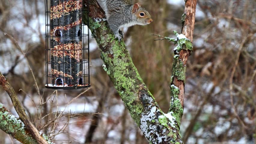 Eastern Grey Squirrel Sciurus carolinensis, hungry squirrel steals and eats seed food from bird feeder hanging on tree, New Jersey, USA