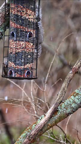 Eastern Grey Squirrel Sciurus carolinensis, hungry squirrel steals and eats seed food from bird feeder hanging on tree, NJ, USA