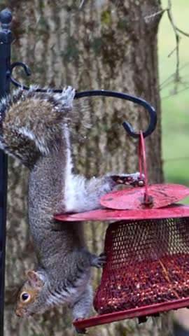 Eastern Grey Squirrel Sciurus carolinensis, hungry squirrel steals and eats seed food from bird feeder hanging on tree, NJ, USA