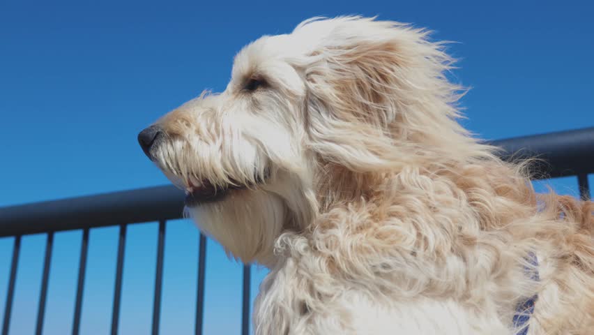 A closeup slow-motion of goldendoodle gazing around with a clear blue sky in the background, its fluffy hair gently blowing in the wind