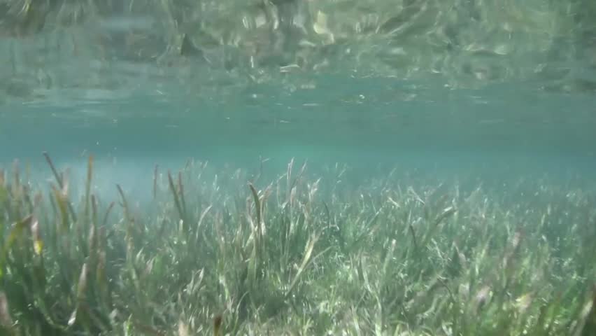 A robust seagrass bed grows in the shallows of Raja Ampat, Indonesia.  Seagrass