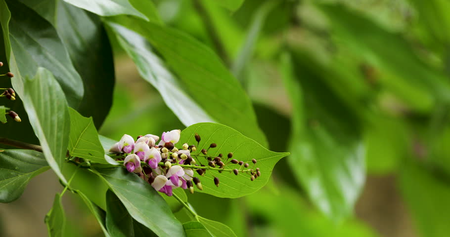 A beautiful view of fresh Indian beech pink and white flowers on branch with green leaves, swaying in the wind in the springtime
