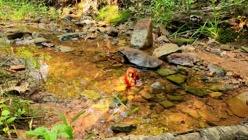 Male Northern Cardinal splashing in a creek in summer, with a Lark Sparrow in the background