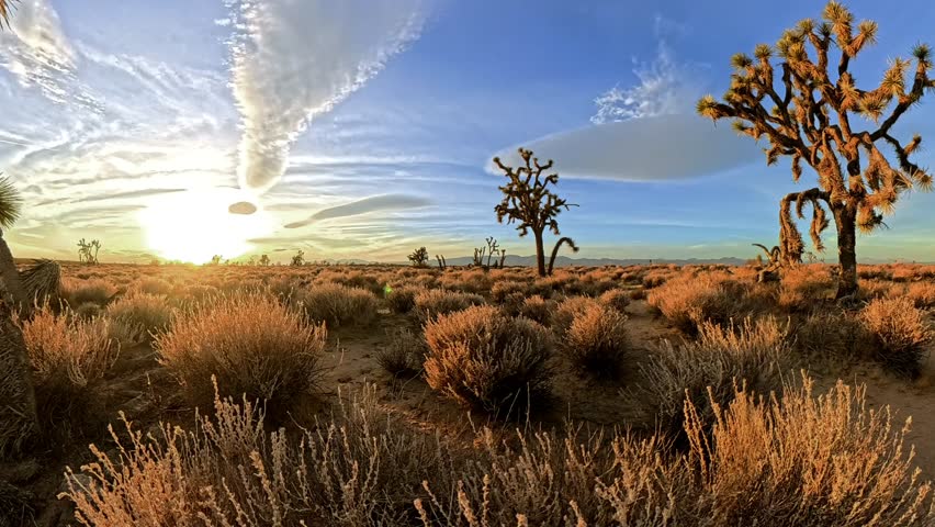 A timelapse of clouds moving in clear sky over Mojave Desert landscape with Joshua trees and dry plants in California at sunset