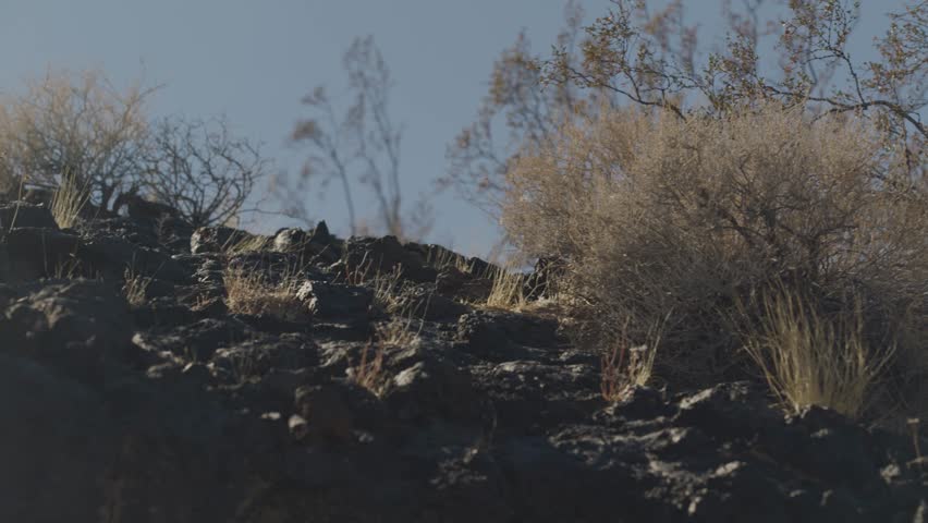 Pan on lava rock and bushes in California desert against blue sky in breeze