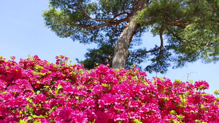 Pine and pink azaleas in the park, tohoku Japan