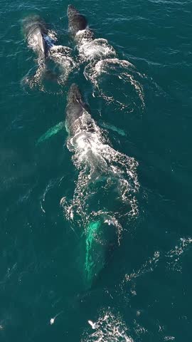 An aerial slow motion vertical footage of seagulls flying over humpback whales swimming off the coast of Sydney, Australia, on a sunny day