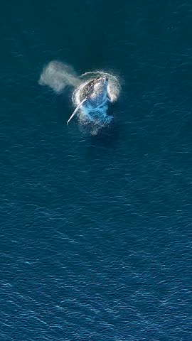 A slow motion aerial vertical footage of a humpback whale (Megaptera novaeangliae) breaching off the coast of Sydney, Australia, on a sunny day