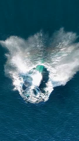 A slow motion aerial vertical footage of a humpback whale (Megaptera novaeangliae) breaching off the coast of Sydney, Australia, on a sunny day