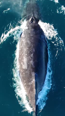 A vertical aerial footage of a humpback whale blowing off water as it surfaces for air off the coast of Sydney, Australia, on a sunny day