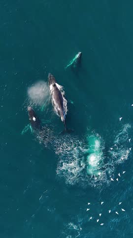 A slow motion aerial vertical footage of humpback whales (Megaptera novaeangliae) breaching and swimming off the coast of Sydney, Australia