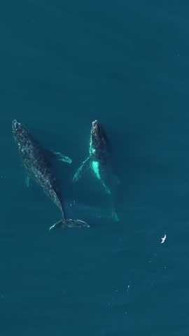 A slow motion aerial vertical footage of a pair of humpback whales swimming off the coast of Sydney, on a sunny day, Australia