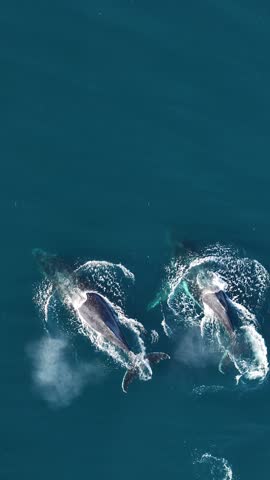 A slow motion aerial vertical footage of a pair of humpback whales swimming off the coast of Sydney, on a sunny day, Australia
