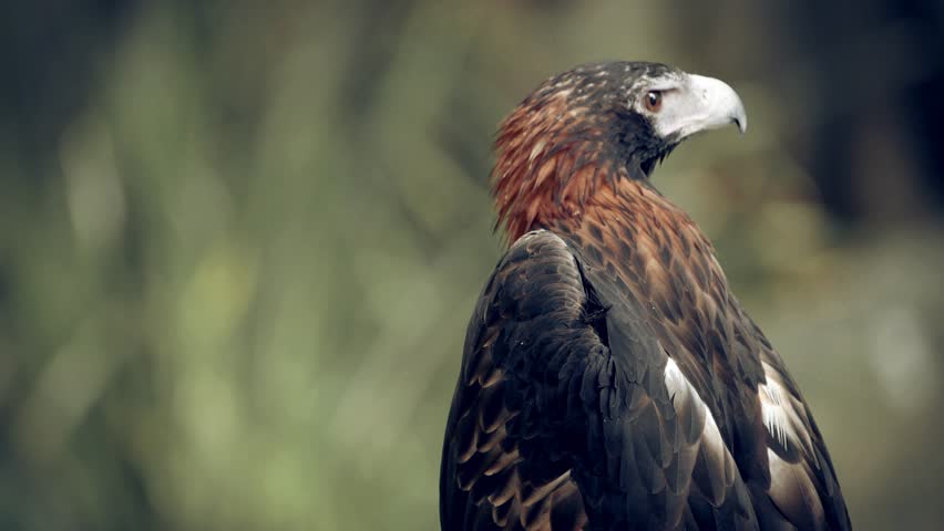 The wedge-tailed eagle is the largest bird of prey in the continent of Australia. 