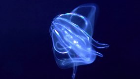 Bioluminescent Jellyfish Warty Comb Jelly Under Blue Lighting Extreme Closeup of Mnemiopsis Leidyi - Powered by Shutterstock - Get 15% off with code: PIKWIZARD15