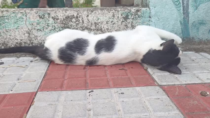 A Cat sleeps on the Floor and its Reacting for the People sound.