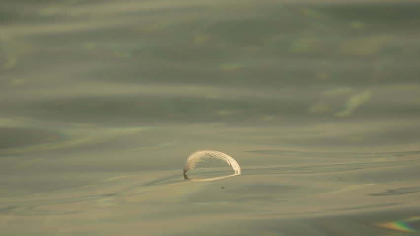 White birds feather floats on calm water surface. Nobody. Abstract nautical sea ocean sunset nature background. Slow motion
