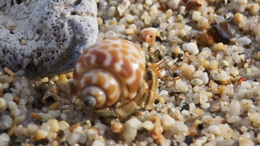 This video showcases its hermit crabs journey along soft sands and behaviors