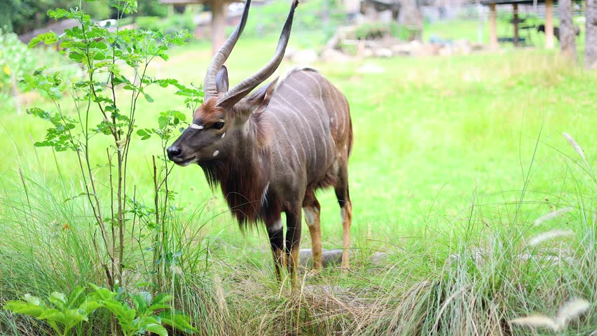 An antelope with long curved horns stands gracefully in a lush grassy area.Khao Kheow Open Zoo Thailand.