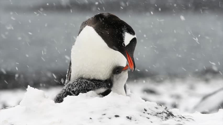 Gentoo penguin feeding and guarding her chick during a snow storm in Antarctica 