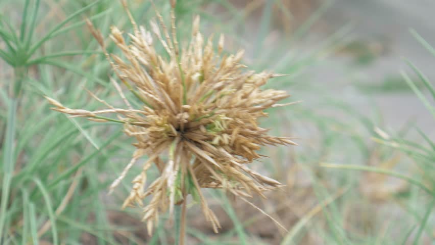 Closeup view of a dry, light brown seed head amidst light green grass. The seed head is a cluster of dried, light tan stalks and is centrally focused against a backdrop of out of focus grass blades