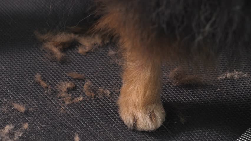 Close-up of a female groomer shearing the fur on a pomeranian's paws with scissors. The groomer. Pet care salon.