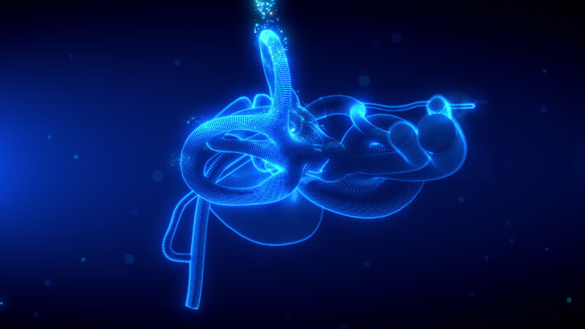 Futuristic holographic 3D animation of the human inner ear, rotating and scanning. Perfect for medical, science, and technology concepts. Last 20 seconds seamless Loop