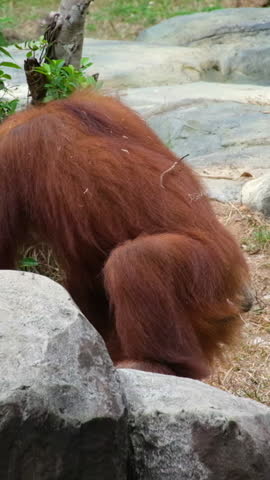 Orangutans, great apes, tropical forests tropical zoo habitat. Peaceful orangutan mother face and eye isolated captive orangutan Borneo species. Conservation orangutan in Indonesia wilderness habitat.