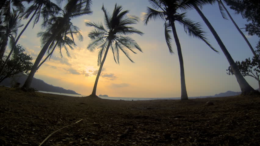 Costa Rica Palms Hermosa. Wide angle looking through palm trees out to the