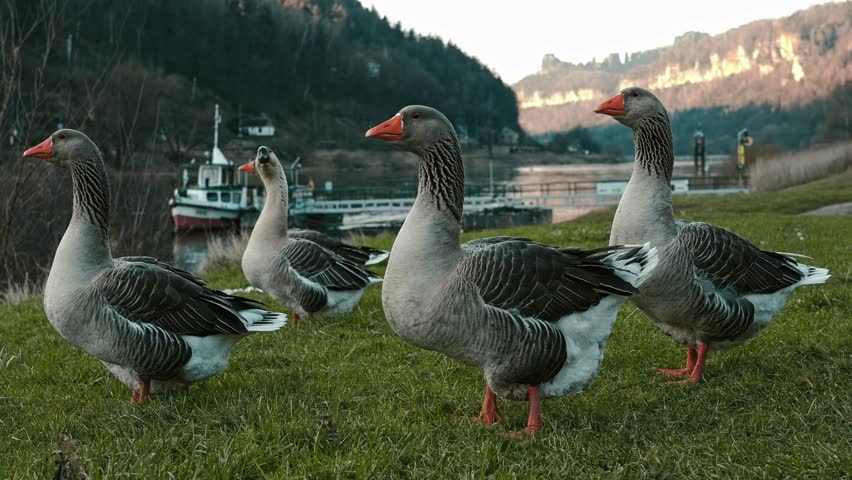 A group of greylag geese standing on a grassy riverside with a scenic backdrop of mountains and a docked boat. One goose is honking with its beak open, creating a lively and dynamic scene.