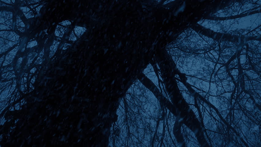 Heavy Snowfall On Dark Tree In The Woods