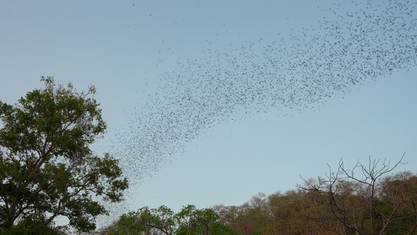 Flock of bats flying from cave in the evening at Wat Khao Chong Phran, Ratchaburi