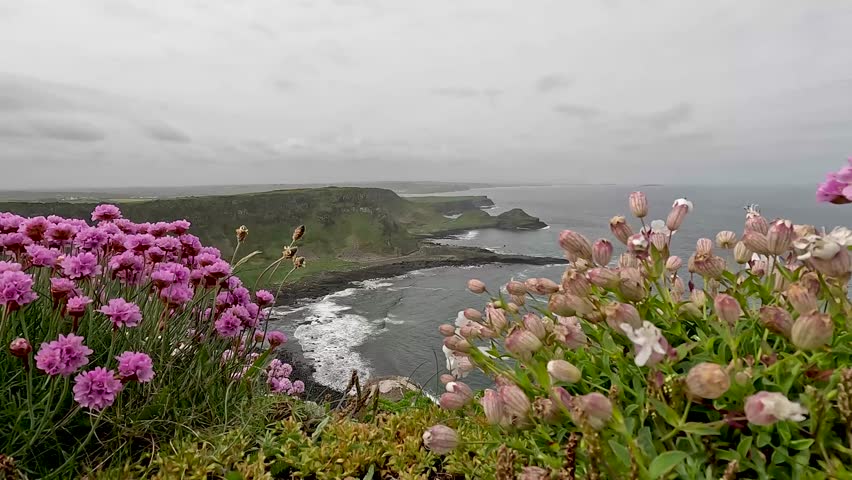 Wild flowers in front of the Giant