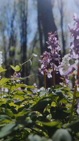 Vertical. Sun shining through a blooming forest meadow. Bright sun rays illuminating a field of wildflowers. Lush forest illuminated by sunlight and colorful blooms. Sunny day in a flower-filled woodl