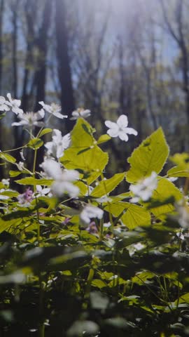 Vertical. Sun shining through a blooming forest meadow. Bright sun rays illuminating a field of wildflowers. Lush forest illuminated by sunlight and colorful blooms. Sunny day in a flower-filled woodl