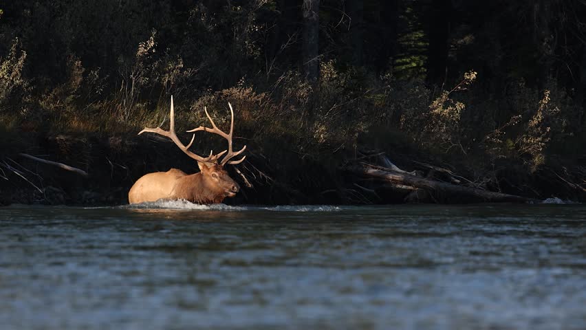 Elk crossing a river in Banff National Park, Canada